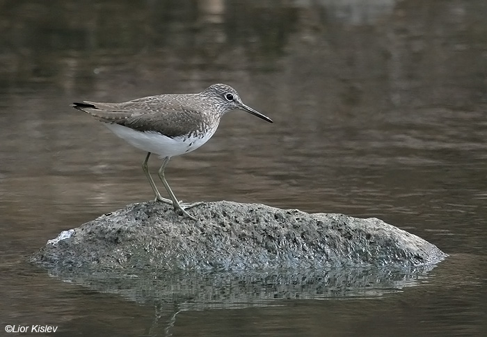    Green Sandpiper  Tringa ochropus               ,  2009.: 